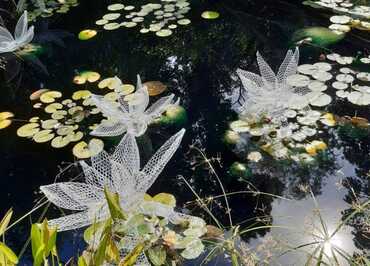 Daniela Capaccioli, Le monde flottant de Claude Monet, musée Nicolas Poussin