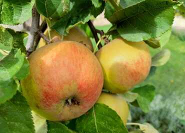 Médiathèque de Beuzeville Exposition autour des pommes ©Médiathèque de Beuzeville