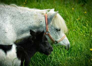 Haras de la Mare Hermier