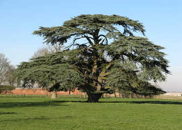 Cèdre du Liban, arboretum de Canappeville © Association des Amis des Campagnes de France